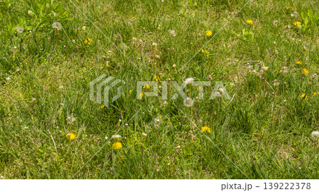 Dandelion Dandelion 139222378