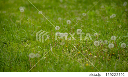 Dandelion 139222392