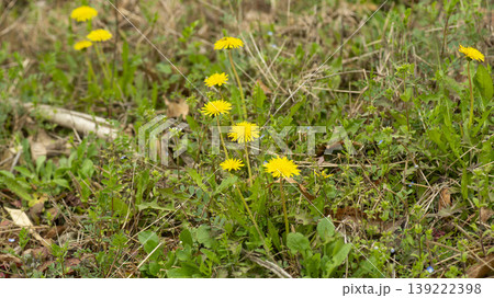 Dandelion Dandelion 139222398