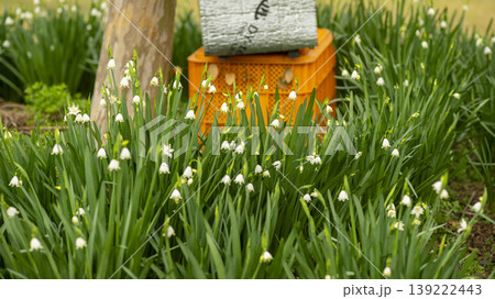Daffodil Daffodil 139222443