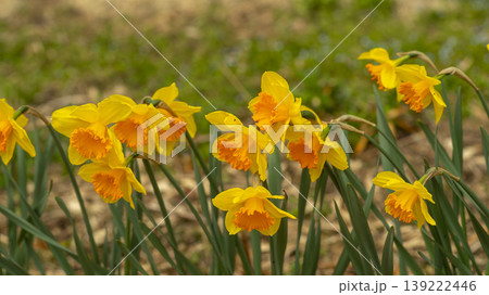 Daffodil Daffodil 139222446
