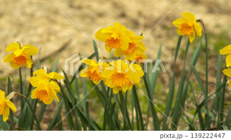 Daffodil Daffodil 139222447