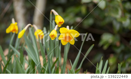 Daffodil Daffodil 139222449