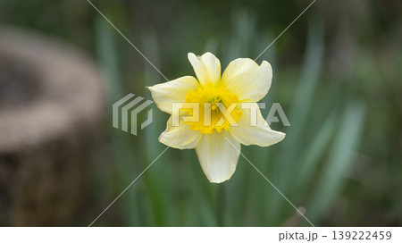 Daffodil 139222459