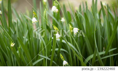Daffodil Daffodil 139222460