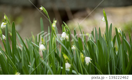 Daffodil Daffodil 139222462