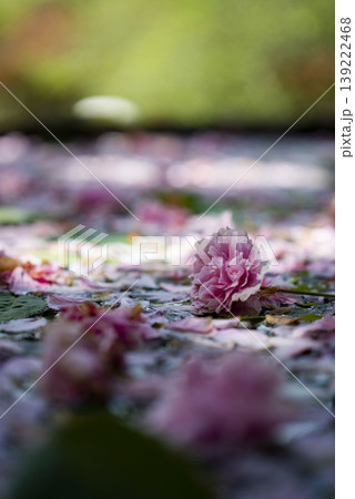 鎌倉26418 妙本寺2 桜 鎌倉26418 妙本寺2 桜 139222468