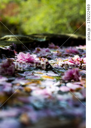 鎌倉26418 妙本寺1 桜 鎌倉26418 妙本寺1 桜 139222469