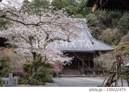 鎌倉26326　妙本寺10　ソメイヨシノ 139222473