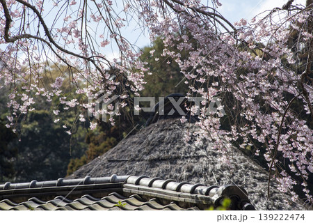 鎌倉26330 浄智寺14 枝垂れ桜 鎌倉26330 浄智寺14 枝垂れ桜 139222474