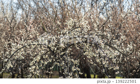 Weeping Plum 139222501