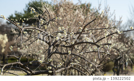 Weeping Plum Weeping Plum 139222502