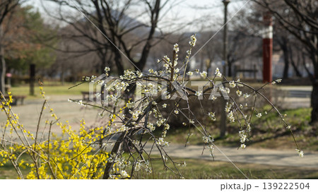 Weeping Plum Weeping Plum 139222504