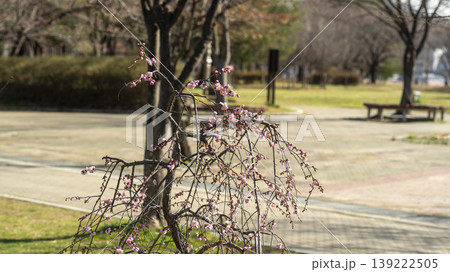 Weeping Plum Weeping Plum 139222505