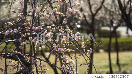 Weeping Plum Weeping Plum 139222507