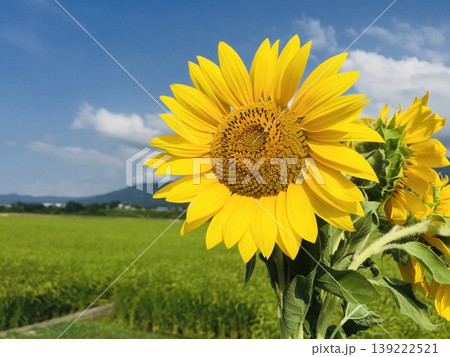 夏の青空とひまわり畑 夏の青空とひまわり畑 139222521