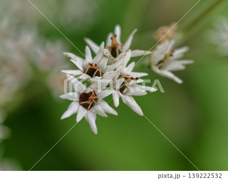 ユキノシタ科イワヤツデの開花 ユキノシタ科イワヤツデの開花 139222532