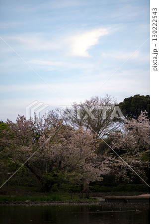 鎌倉2646 鶴岡八幡宮2 マジックアワー 鎌倉2646 鶴岡八幡宮2 マジックアワー 139222543