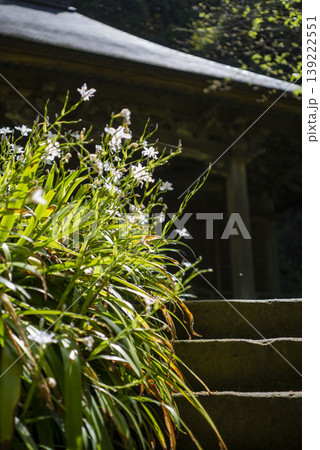 鎌倉26411　妙法寺1　シャガ 139222551