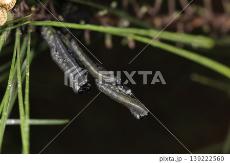 生き物 昆虫 マツノキハバチ、中齢幼虫です。群れになって松の葉の先端から食い進むようです 生き物 昆虫 マツノキハバチ、中齢幼虫です。群れになって松の葉の先端から食い進むようです 139222560