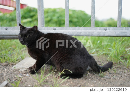 広場で遊ぶ黒猫 139222619
