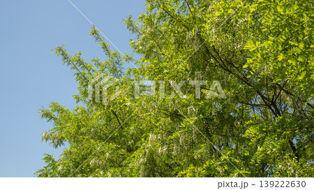 Acacia Acacia 139222630