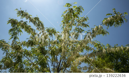 Acacia 139222636