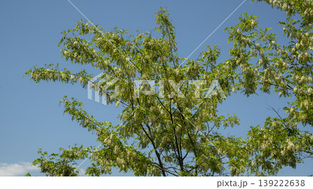 Acacia Acacia 139222638