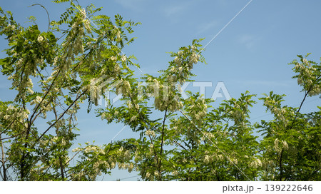 Acacia 139222646