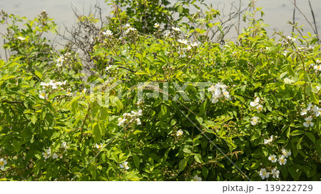 briar briar 139222729