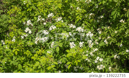briar briar 139222735
