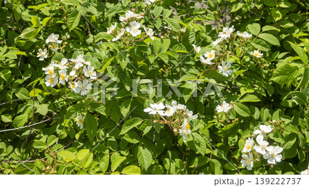 briar briar 139222737