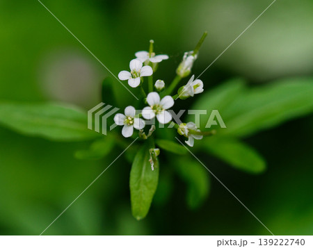 早春の花 アブラナ科タネツケバナの開花 早春の花 アブラナ科タネツケバナの開花 139222740