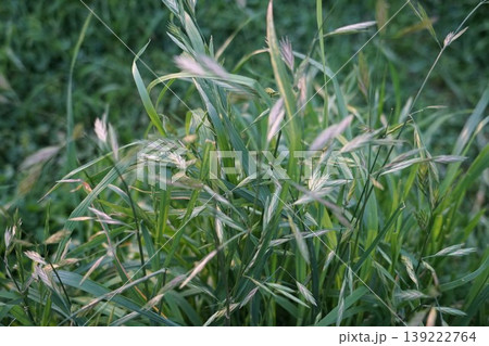 緑の草 139222764