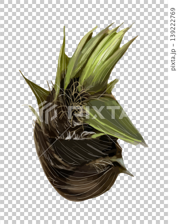 竹筍的水彩插圖(俯視圖)。 竹筍的水彩插圖(俯視圖)。 139222769