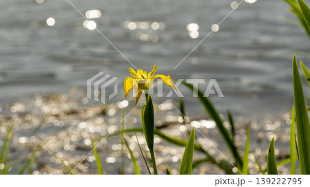 calamus 139222795