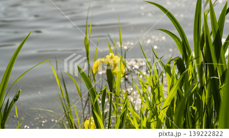 calamus 139222822
