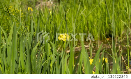 calamus calamus 139222846