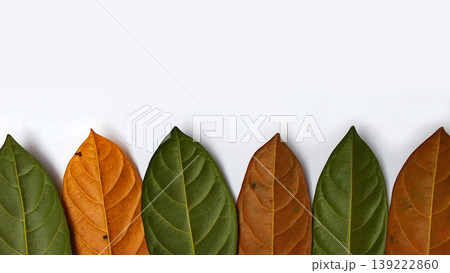 Leaf Color Variations from Green to Brown on a Minimalist Background Leaf Color Variations from Green to Brown on a Minimalist Background 139222860