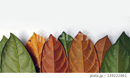 Leaf Color Variations from Green to Brown on a Minimalist Background 139222861