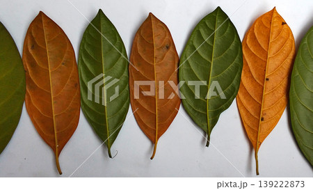 Alternating Green and Brown Leaf Pattern on White Background 139222873