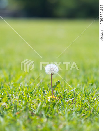芝生の上に咲く一輪のタンポポ 芝生の上に咲く一輪のタンポポ 139222893