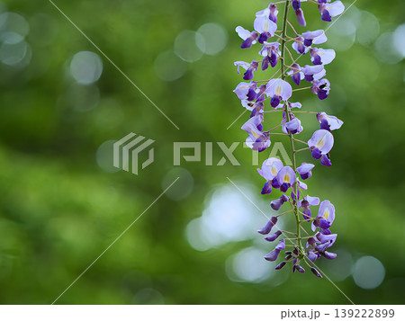 藤の花と玉ボケ 139222899