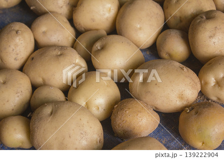 Fresh potatoes on the farm. Fresh potatoes on the farm. 139222904
