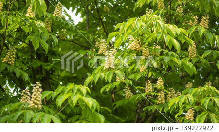 Horse chestnut 139222922