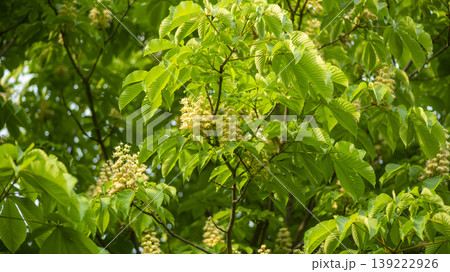 Horse chestnut Horse chestnut 139222926