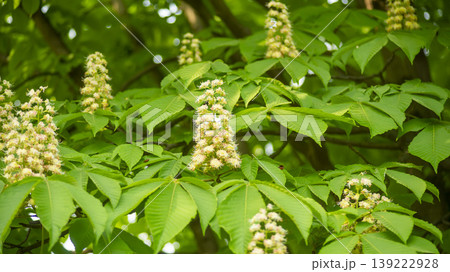 Horse chestnut 139222928