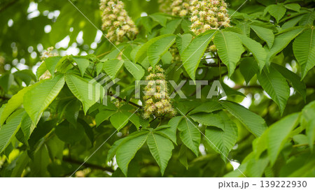 Horse chestnut Horse chestnut 139222930