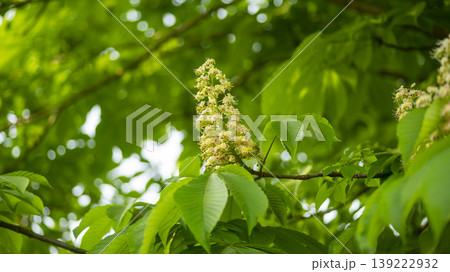 Horse chestnut 139222932