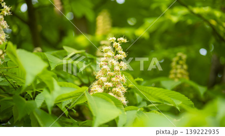 Horse chestnut 139222935